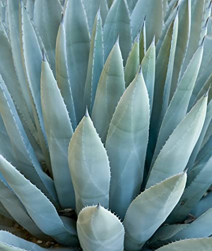 Amazon.com : Agave Species Seed Mix for Planting - 10 Seeds - Grow